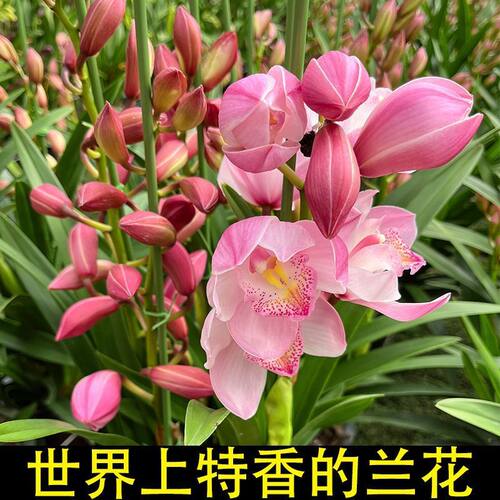 好养兰花苗建兰大将军夏带花苞出售室内有香味的花卉绿植四季盆栽 - 图3