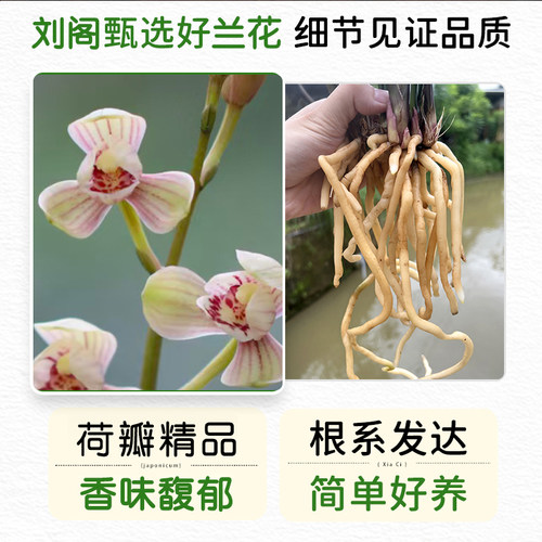 兰花苗盆栽四季兰老君荷新手好养夏带花苞出售荷瓣浓香花卉绿植 - 图3