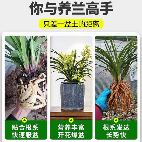 刘阁兰花苗兰科绿植花卉盆栽通用特调种植土自然调和营养植料 - 图0