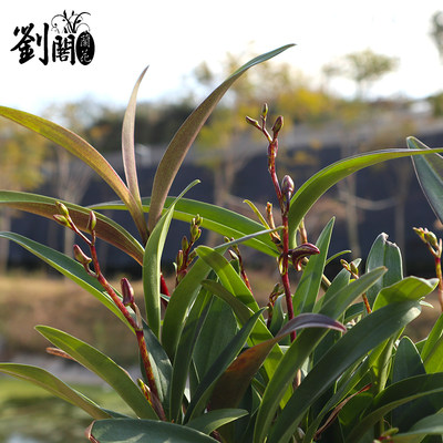 刘阁兰花苗凤羽石斛冬带花苞室内阳台花卉绿植桌面盆栽有香味 虎窝淘