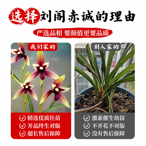 刘阁兰花苗 四季兰名贵品种红素花赤诚 现带花苞出售高档花卉盆栽 - 图3