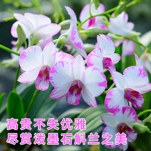 白泼墨石斛兰带花苞出售香水石斛兰盆栽四季室内好养绿植阳台花卉 - 图1