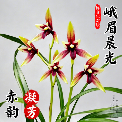 刘阁兰花苗 四季兰名贵品种红素花赤诚 现带花苞出售高档花卉盆栽 - 图1