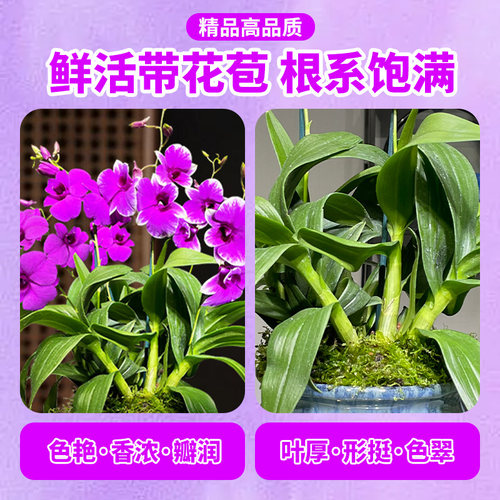 双色泼墨香水石斛兰花苗现带多花桌面精致盆栽好养花卉绿植 - 图3
