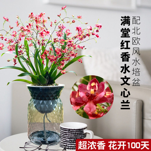 现带多花出售 多色香水文心兰梦香水培植物室内外花卉绿植小盆栽 - 图3