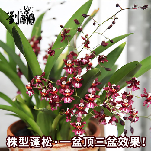 泰国香水文心兰冬带花苞 花卉盆栽洋兰兰花苗好养易活绿植室内外 - 图3