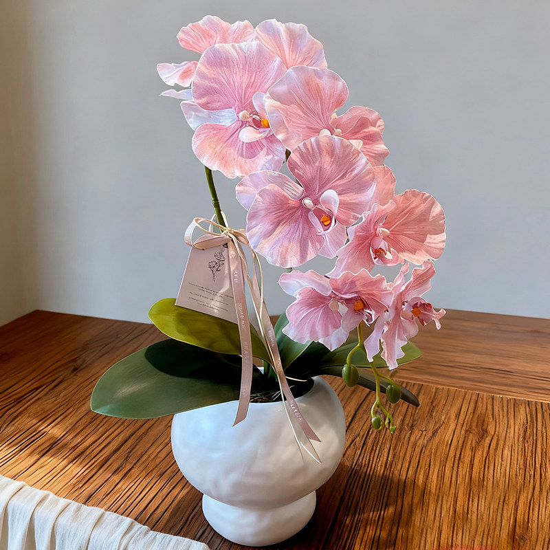 Phalaenopsis potted plants with buds are easy to grow indoors