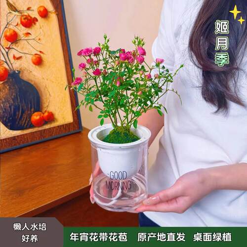 【带花带盆】迷你超微姬月季苔藓球四季好养花卉阳台桌面绿植盆栽 - 图3