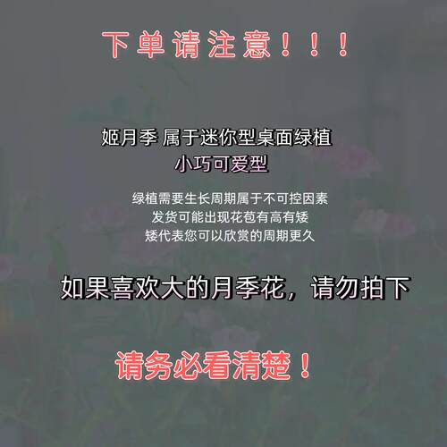 【带花带盆】迷你超微姬月季苔藓球四季好养花卉阳台桌面绿植盆栽 - 图0