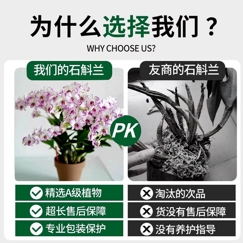 白泼墨秋石斛兰盆栽现带花苞梦香文心兰名贵花卉植物室内好养绿植 - 图3