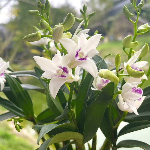 矮种兰花苗 紫云泼墨石斛兰 冬带花苞出售室内外阳台花卉绿植盆栽 - 图0