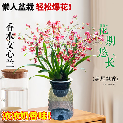 香水味文心兰当年开花现带花苞梦香兰花苗浓香花卉盆栽水培植物 - 图3