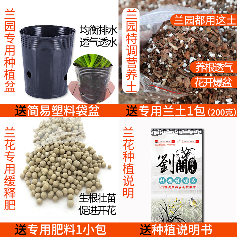 兰花苗建兰荷瓣七彩玲珑夏带花苞出售室内有香味的花卉绿植盆栽 - 图0