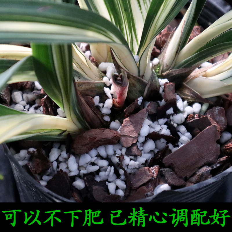 刘阁兰花苗兰科绿植花卉盆栽通用特调种植土自然调和营养植料 - 图2