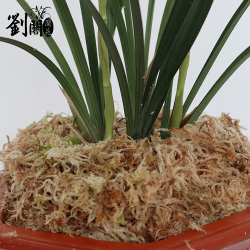 刘阁兰花苗 兰花专用苔藓 美观绿化水苔 花卉盆栽需备绿水草出售 - 图3