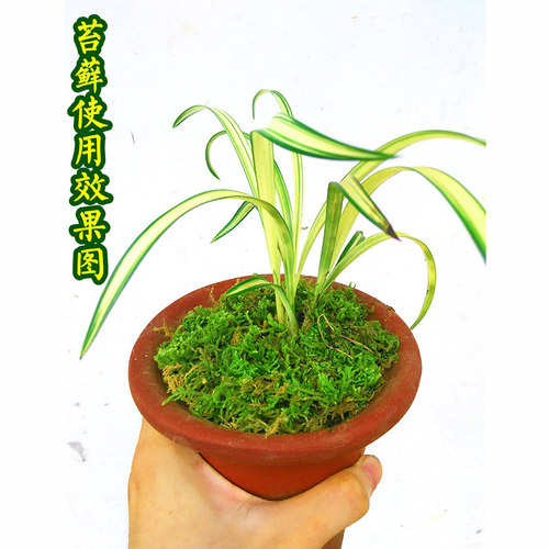 刘阁兰花苗 兰花专用苔藓 美观绿化水苔 花卉盆栽需备绿水草出售 - 图1