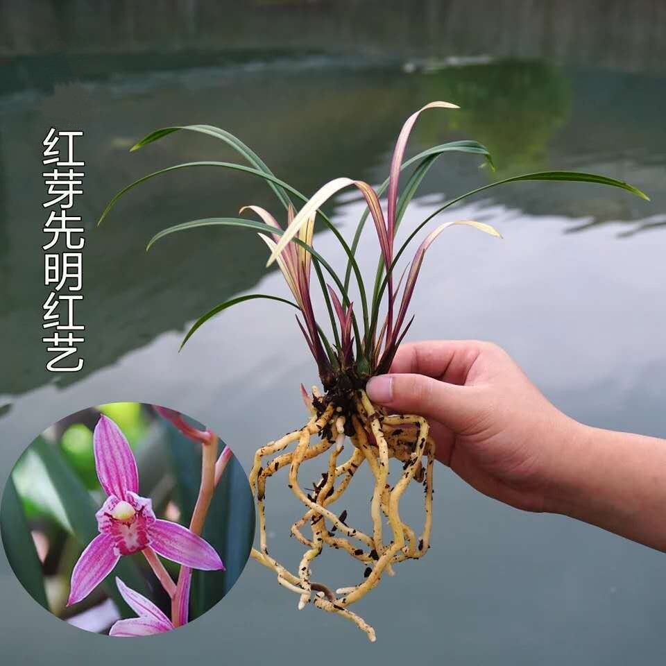 红芽红艺精品兰花盆栽 浓香建兰红花花卉 四季兰办公室名贵兰花苗