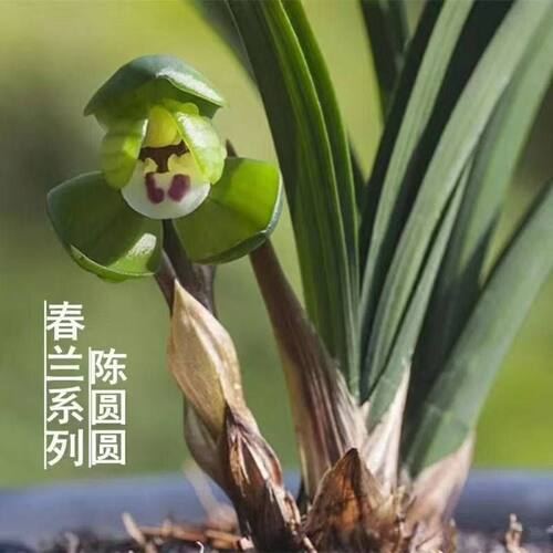 带花苞矮种兰花苗春兰【幽灵梅】浓香型盆栽阳台客厅绿植花卉大全 - 图0