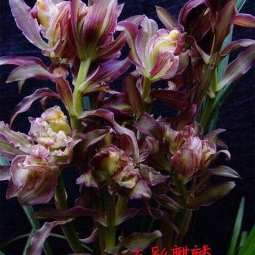 带花苞兰花苗新品色花春兰荷瓣【夕荷】室内铭品花开浓香花卉大全 - 图0