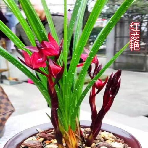 带花苞兰花苗新品色花春兰荷瓣【夕荷】室内铭品花开浓香花卉大全 - 图2
