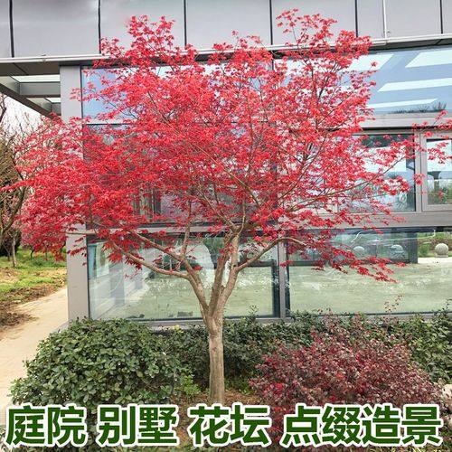 园林绿化苗庭院植物风景树苗嫁接红枫苗日本红枫树苗红舞姬红枫苗-图2