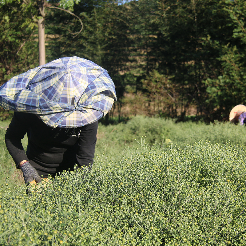 丽水特产2023新石练菊米花草茶野菊米原产地直接发货 实惠250克装