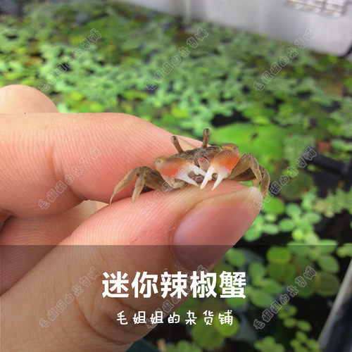 可爱迷你蟹辣椒蟹观赏迷你蟹宠物螃蟹观赏蟹活体宠物吃虫除藻 - 图1