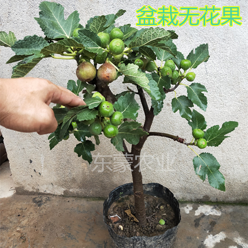 山东威海青皮无花果苗北方南方种植盆栽无花果树苗新品种当年结果 - 图3