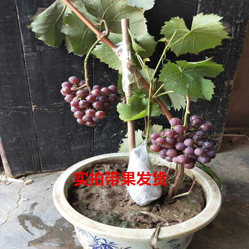 新疆吐鲁番青提子树苗无籽白葡萄果树无核马奶子葡萄苗 - 图0