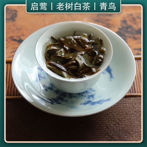 【启莺】云南老树白茶 【青鸟】2024年头春白莺山核心产花香高扬 - 图3