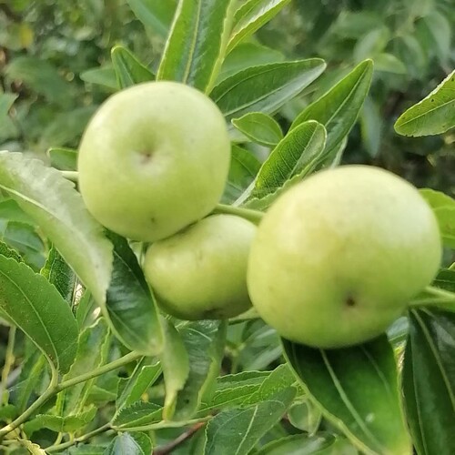 特大蟠枣树苗南北方都可种植 - 图0