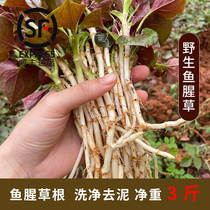 Now Dig Folded Ear Root Fresh Origami Large Hill Now Dig Nen Root When Season Vegetable Houthare Cold Mix