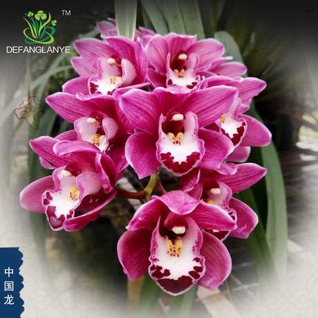 Orchid Seedlings With Buds Cymbidium Chinese Dragon Fragrant Four Seasons Good Indoor Flower Plants Potted Molan