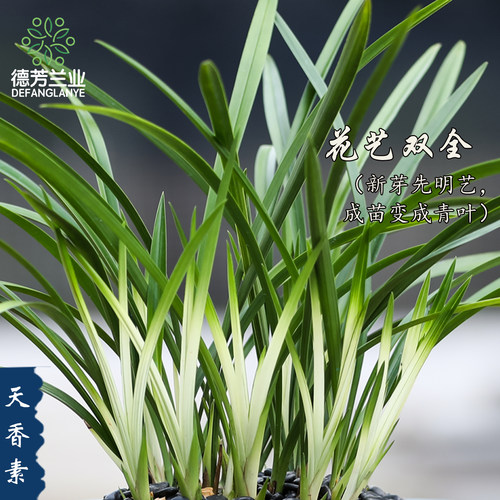 兰花建兰苗春兰墨兰蕙兰好养天香素带花苞花卉室内开花绿植盆栽 - 图1