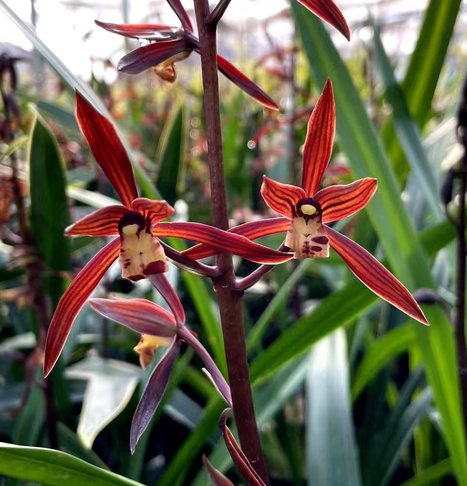 精品名贵兰花特级金边墨兰金华山客厅浓香型花卉绿植基地园艺盆栽-图0