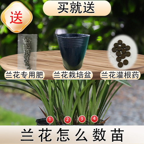 德芳兰业惠兰建兰富山奇蝶兰花苗好养带花苞开花花卉室内绿植盆栽 - 图3