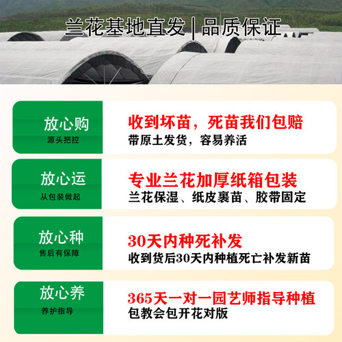 兰花大花惠兰花苗绿翡翠四季花卉植物室内花盆栽浓香墨兰好养易花 - 图2
