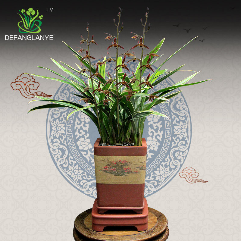 翁源兰花德芳兰业金边墨兰银边客厅阳台浓香花卉基地绿植园艺盆栽,淘宝优惠券,粉丝福利购,淘宝优惠卷