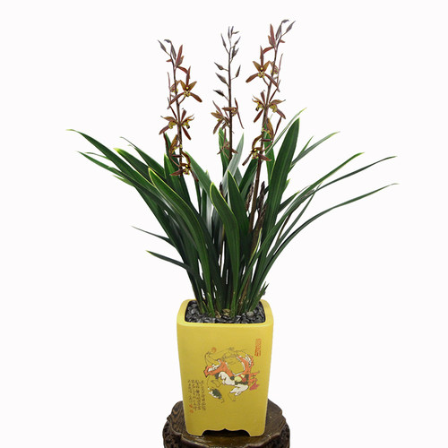 翁源兰花德芳兰业金边墨兰山川爪客厅阳台浓香型花卉绿植园艺盆栽 - 图3