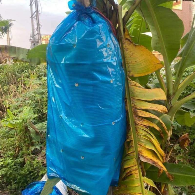 保温套袋香蕉加厚透气一体防虫保护香蕉专用袋袋罩雨寒冻粉蕉水果-图0