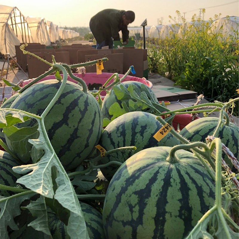 上海南汇头茬8424西瓜薄皮脆甜多汁麒麟瓜黑籽西瓜新鲜水果,淘宝优惠券,粉丝福利购,淘宝优惠卷