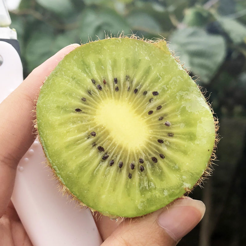 天使芳菲旗舰店天使芳菲 眉县徐香猕猴桃新鲜包邮泥弥狝狔胡猴桃陕西绿心奇异果3