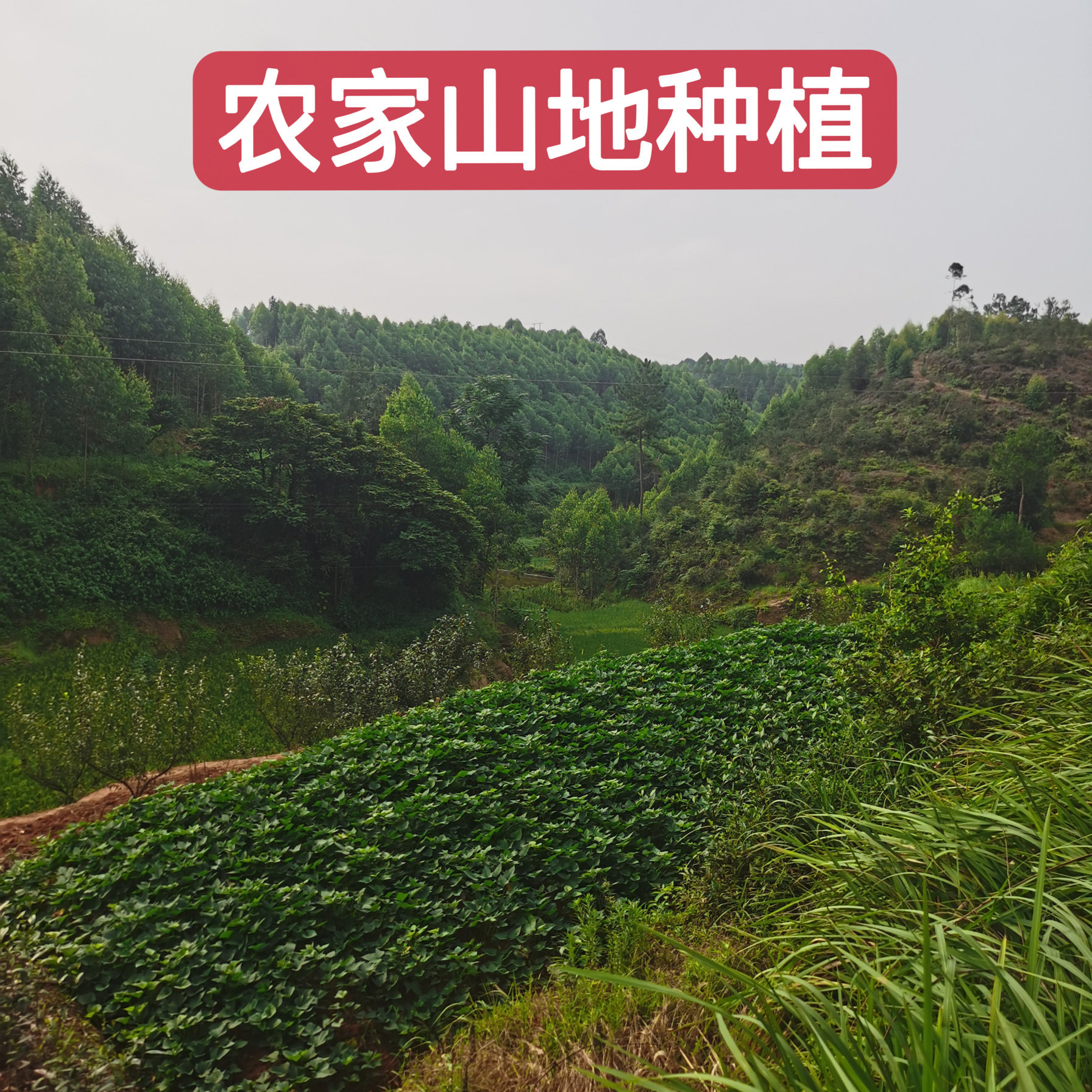 25年新鲜晒干生花生山地农家自种带壳粉白皮四川重庆特产小粒花生,淘宝优惠券,粉丝福利购,淘宝优惠卷