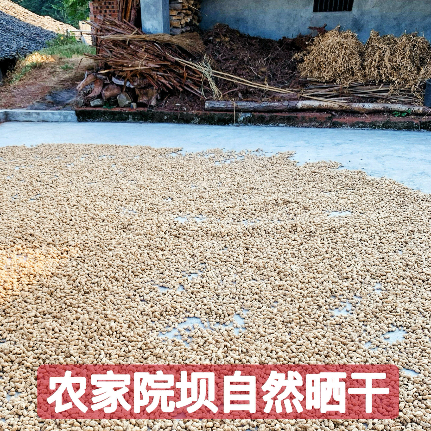 25年新鲜晒干生花生山地农家自种带壳粉白皮四川重庆特产小粒花生,淘宝优惠券,粉丝福利购,淘宝优惠卷