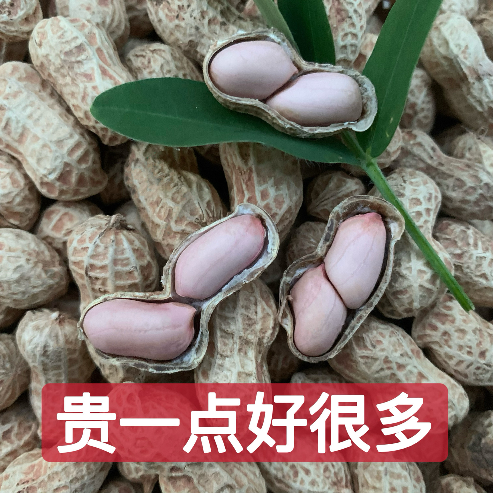 25年新鲜晒干生花生山地农家自种带壳粉白皮四川重庆特产小粒花生,淘宝优惠券,粉丝福利购,淘宝优惠卷