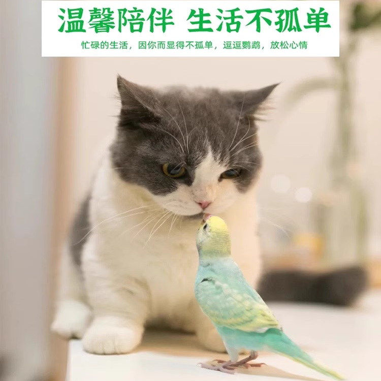 虎皮鹦鹉活鸟会说话的手养鹦鹉云斑幼鸟儿童宠物活体活物观赏鸟类,淘宝优惠券,粉丝福利购,淘宝优惠卷