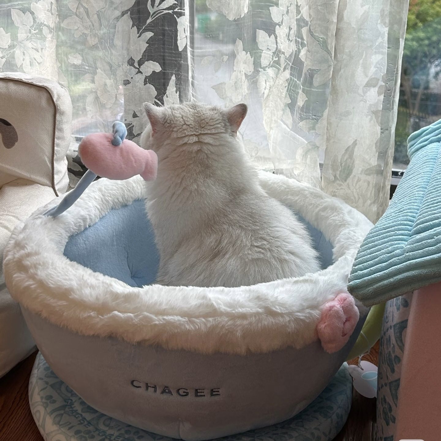 小红书同款爆火可爱猫窝茶杯猫窝毛绒可爱舒适居家宠物被子坐垫猫,淘宝优惠券,粉丝福利购,淘宝优惠卷