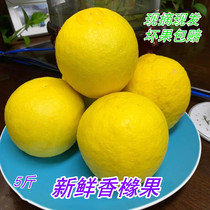 Jiangsu Fragrant Citron Fruits Microsoft Round Fragrant Garden Balsamic and Fragrant Garden for the Buddha Non-Yunnan Foot Fragrant Circle