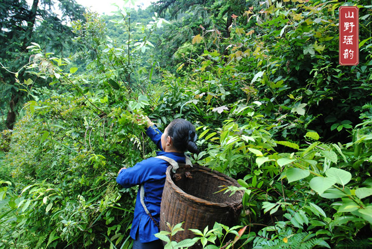 广西瑶山野生藤茶莓茶