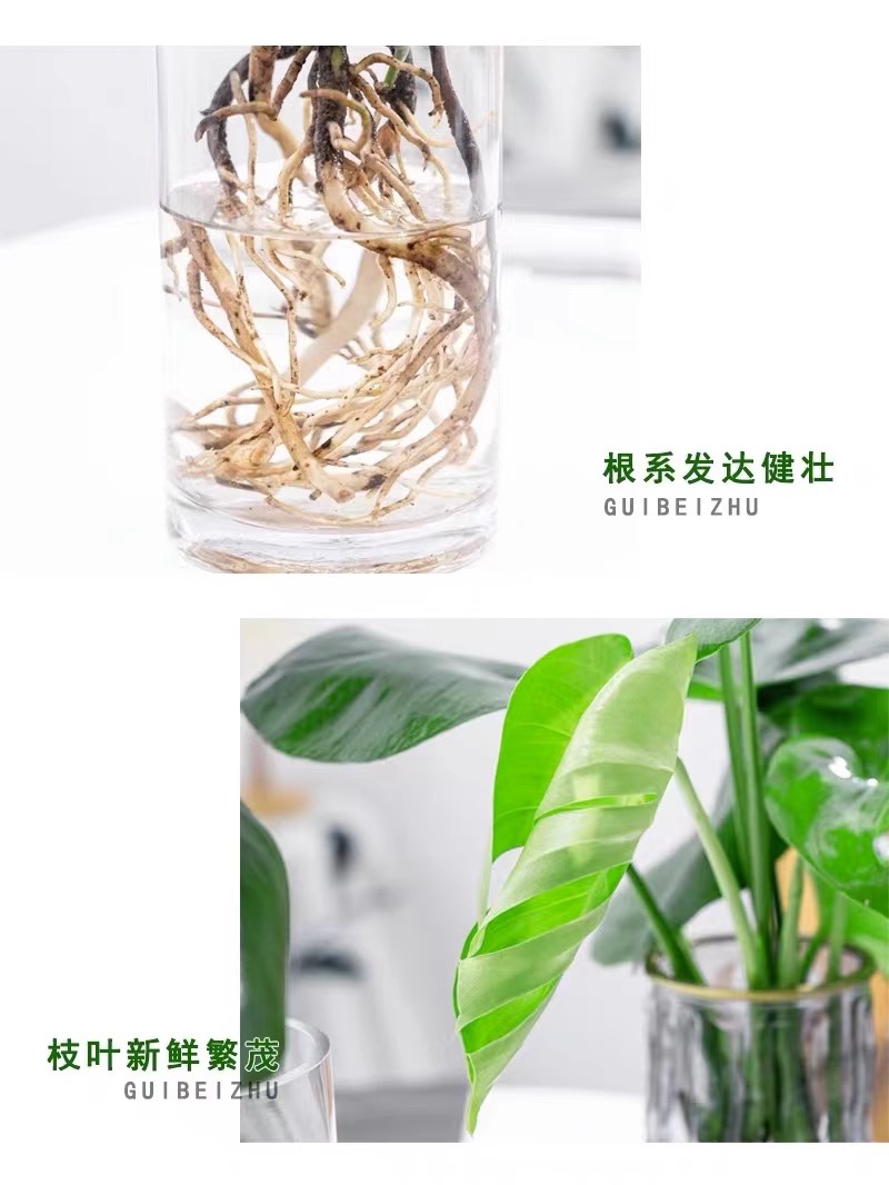 水培植物龟背竹盆栽老桩净化空气大叶室内观叶绿植四季常青-图2